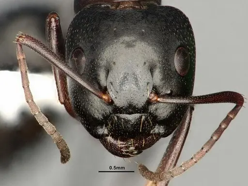 Camponotus nearcticus specimen CASENT0884314 image casent0884314_2