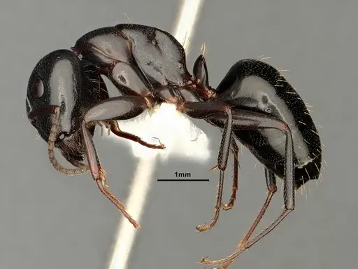 Camponotus nearcticus specimen CASENT0884314 image casent0884314_3