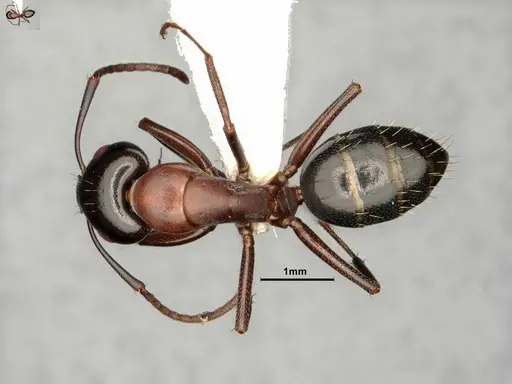 Camponotus nearcticus specimen CASENT0884315 image casent0884315_1