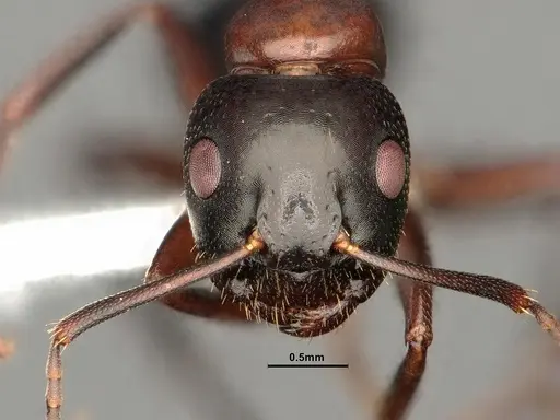 Camponotus nearcticus specimen CASENT0884315 image casent0884315_2