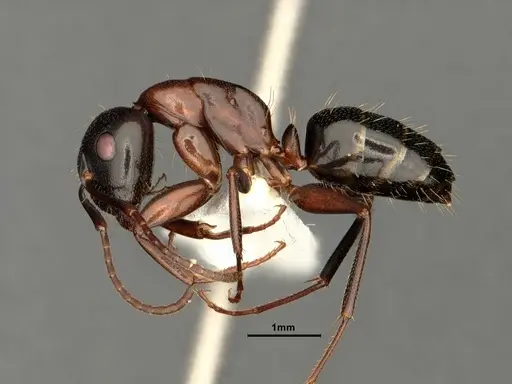 Camponotus nearcticus specimen CASENT0884315 image casent0884315_3