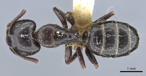 Camponotus nearcticus specimen CASENT0905401 image casent0905401_1