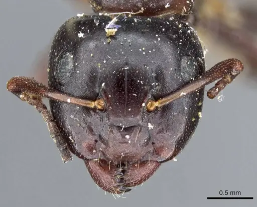 Camponotus nearcticus specimen CASENT0905401 image casent0905401_2