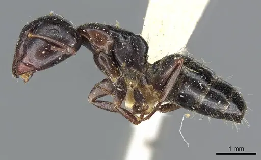 Camponotus nearcticus specimen CASENT0905401 image casent0905401_3