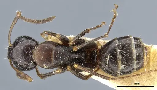 Camponotus nearcticus specimen CASENT0905402 image casent0905402_1