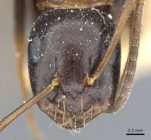 Camponotus nearcticus specimen CASENT0905402 image casent0905402_2
