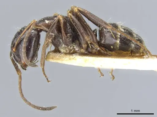 Camponotus nearcticus specimen CASENT0905402 image casent0905402_3