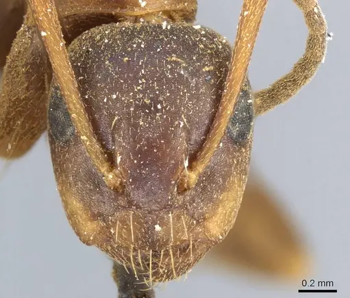 Camponotus nearcticus specimen CASENT0905403 image casent0905403_2