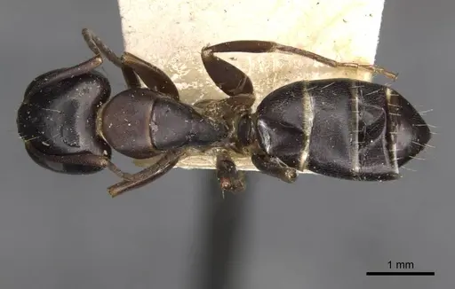 Camponotus nearcticus specimen CASENT0910417 image casent0910417_1
