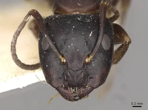 Camponotus nearcticus specimen CASENT0910417 image casent0910417_2