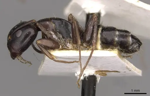 Camponotus nearcticus specimen CASENT0910417 image casent0910417_3