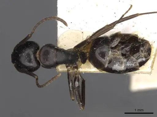 Camponotus nearcticus specimen CASENT0910418 image casent0910418_1