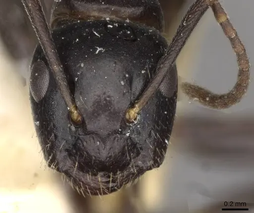 Camponotus nearcticus specimen CASENT0910418 image casent0910418_2