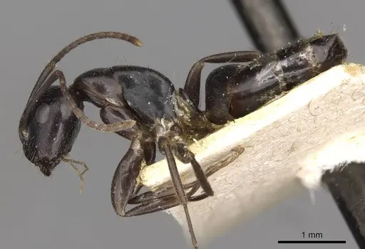 Camponotus nearcticus specimen CASENT0910418 image casent0910418_3