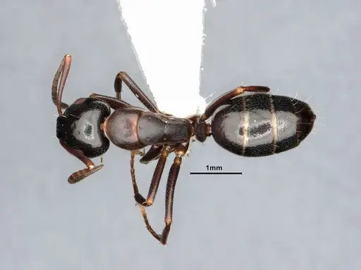 Camponotus nearcticus specimen CASENT4031302 image casent4031302_1