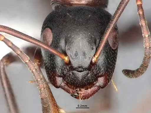 Camponotus nearcticus specimen CASENT4031302 image casent4031302_2