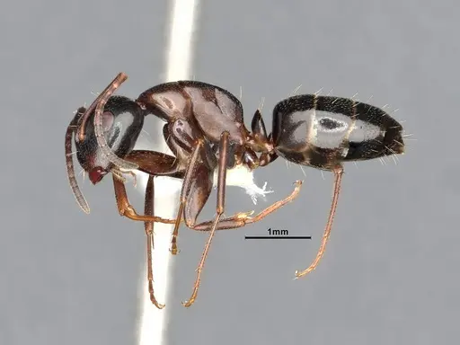 Camponotus nearcticus specimen CASENT4031302 image casent4031302_3