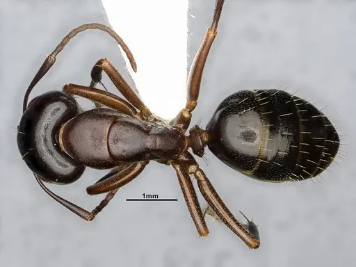 Camponotus nearcticus specimen CASENT4031637 image casent4031637_1
