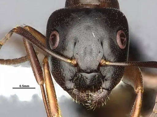 Camponotus nearcticus specimen CASENT4031637 image casent4031637_2