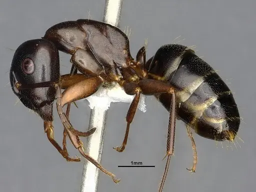 Camponotus nearcticus specimen CASENT4031637 image casent4031637_3