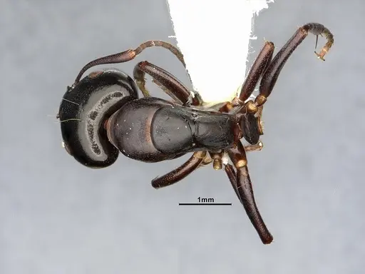 Camponotus nearcticus specimen CASENT4031638 image casent4031638_1
