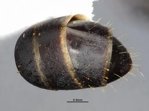 Camponotus nearcticus specimen CASENT4031638 image casent4031638_2