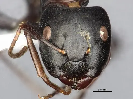 Camponotus nearcticus specimen CASENT4031638 image casent4031638_3