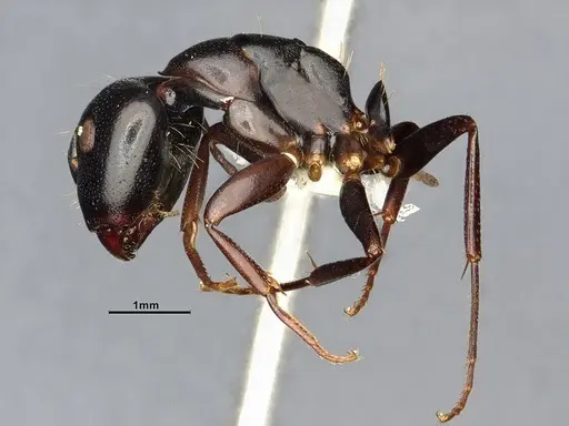 Camponotus nearcticus specimen CASENT4031638 image casent4031638_4
