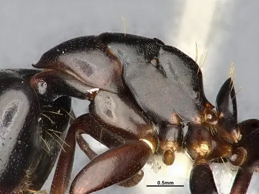 Camponotus nearcticus specimen CASENT4031638 image casent4031638_5