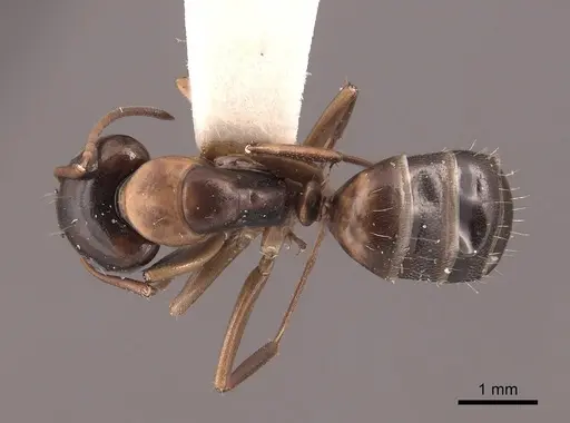 Camponotus nearcticus specimen FMNHINS0000045827 image fmnhins0000045827_1