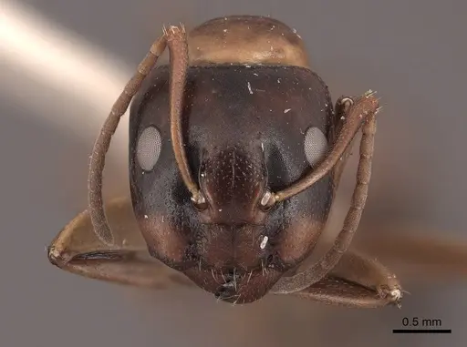 Camponotus nearcticus specimen FMNHINS0000045827 image fmnhins0000045827_2