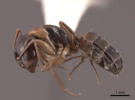 Camponotus nearcticus specimen FMNHINS0000045827 image fmnhins0000045827_3