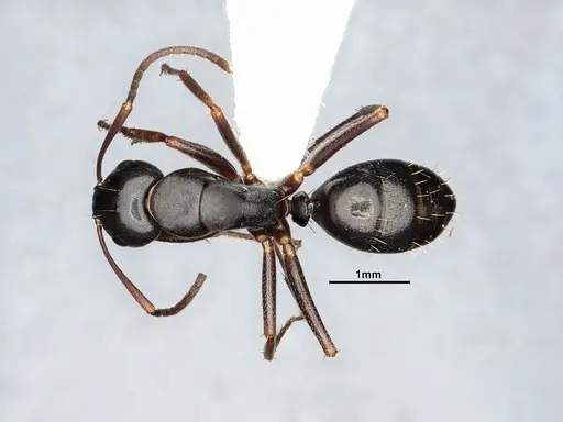 Camponotus nearcticus specimen MEM238117 image mem238117_1