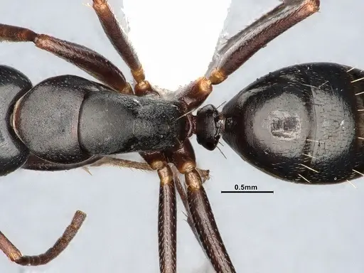 Camponotus nearcticus specimen MEM238117 image mem238117_2