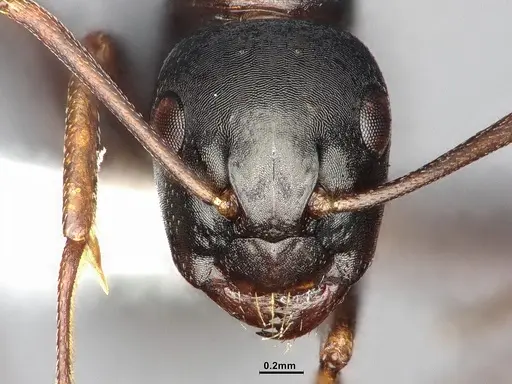 Camponotus nearcticus specimen MEM238117 image mem238117_3