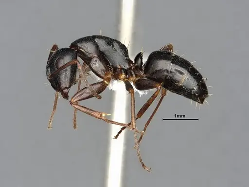 Camponotus nearcticus specimen MEM238117 image mem238117_4
