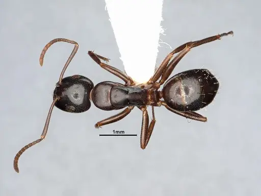 Camponotus nearcticus specimen MEM251450 image mem251450_1