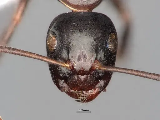 Camponotus nearcticus specimen MEM251450 image mem251450_2