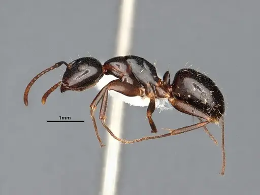 Camponotus nearcticus specimen MEM251450 image mem251450_3