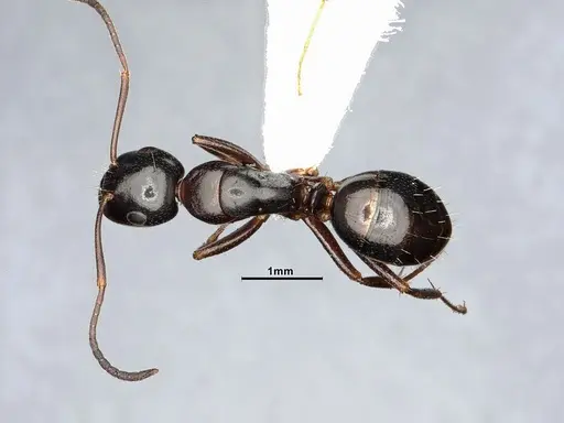 Camponotus nearcticus specimen MEM288556 image mem288556_1