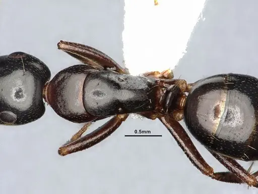 Camponotus nearcticus specimen MEM288556 image mem288556_2