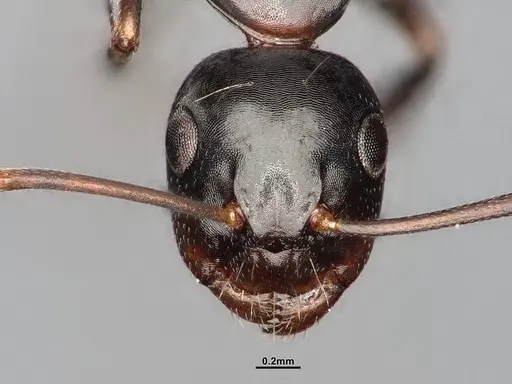 Camponotus nearcticus specimen MEM288556 image mem288556_3