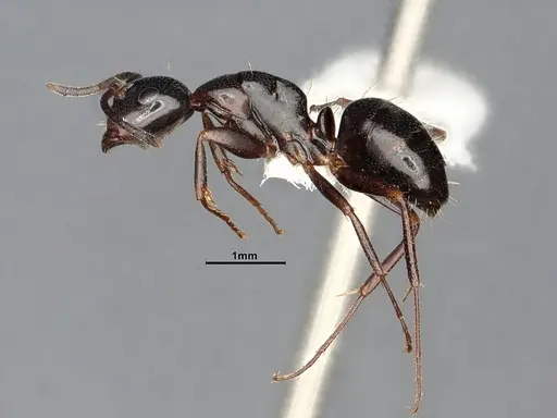 Camponotus nearcticus specimen MEM288556 image mem288556_4