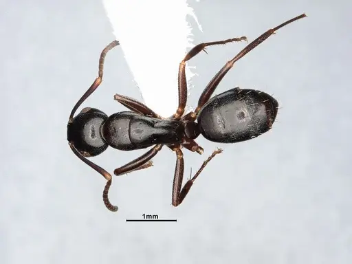 Camponotus nearcticus specimen MEM290580 image mem290580_1