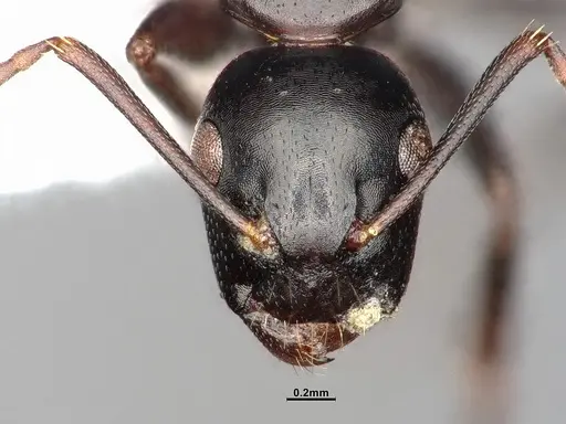 Camponotus nearcticus specimen MEM290580 image mem290580_2