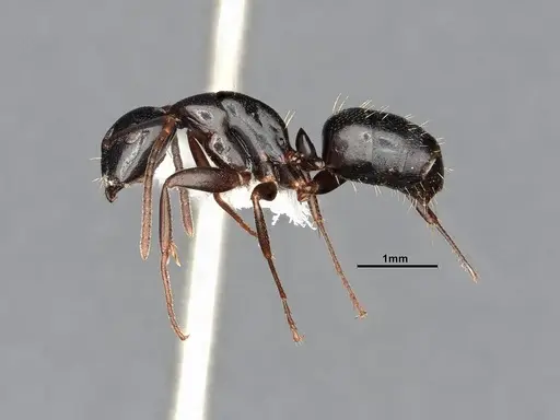 Camponotus nearcticus specimen MEM290580 image mem290580_3