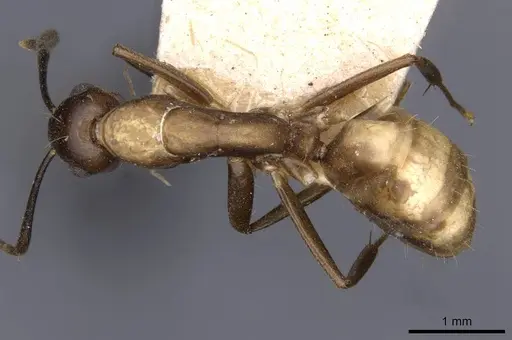 Camponotus nepos specimen CASENT0910033 image casent0910033_1
