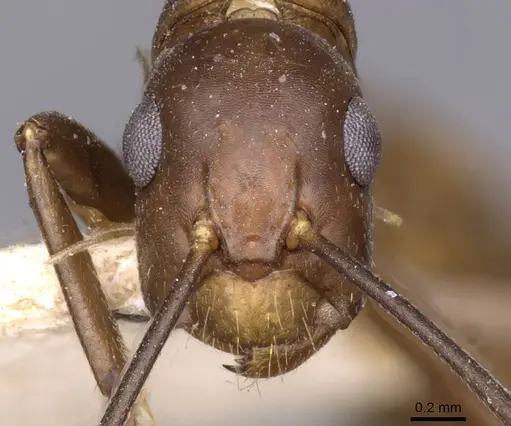 Camponotus nepos specimen CASENT0910033 image casent0910033_2