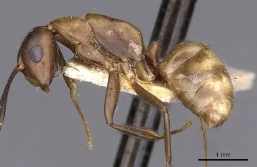 Camponotus nepos specimen CASENT0910033 image casent0910033_4