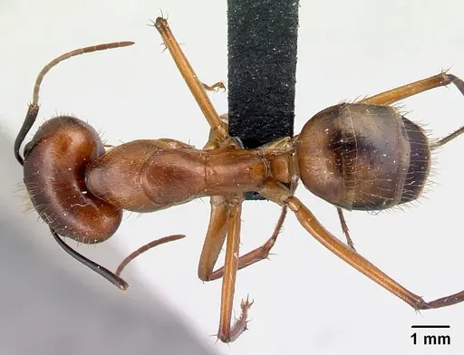 Camponotus niavo specimen CASENT0134003 image casent0134003_1